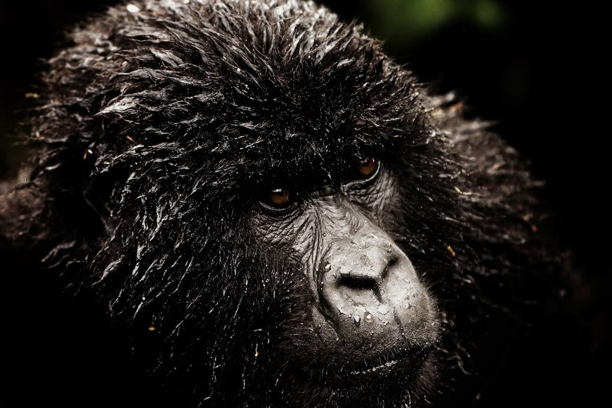 Google – Young Love ( Directors Cut )